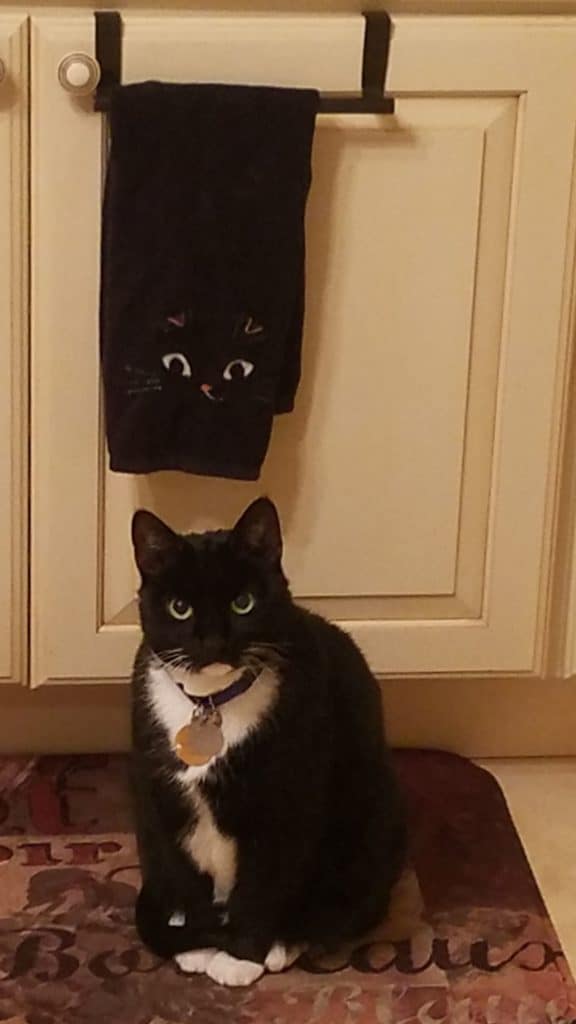 Gary the black cat next to a black towel