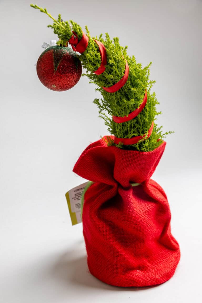 Trader Joe’s Grump Tree Review: A Whimsical Holiday Plant with ...